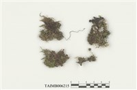 藏品(耳葉蘚屬)的圖片